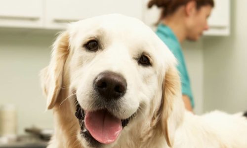 Veterinary Diagnostics Services