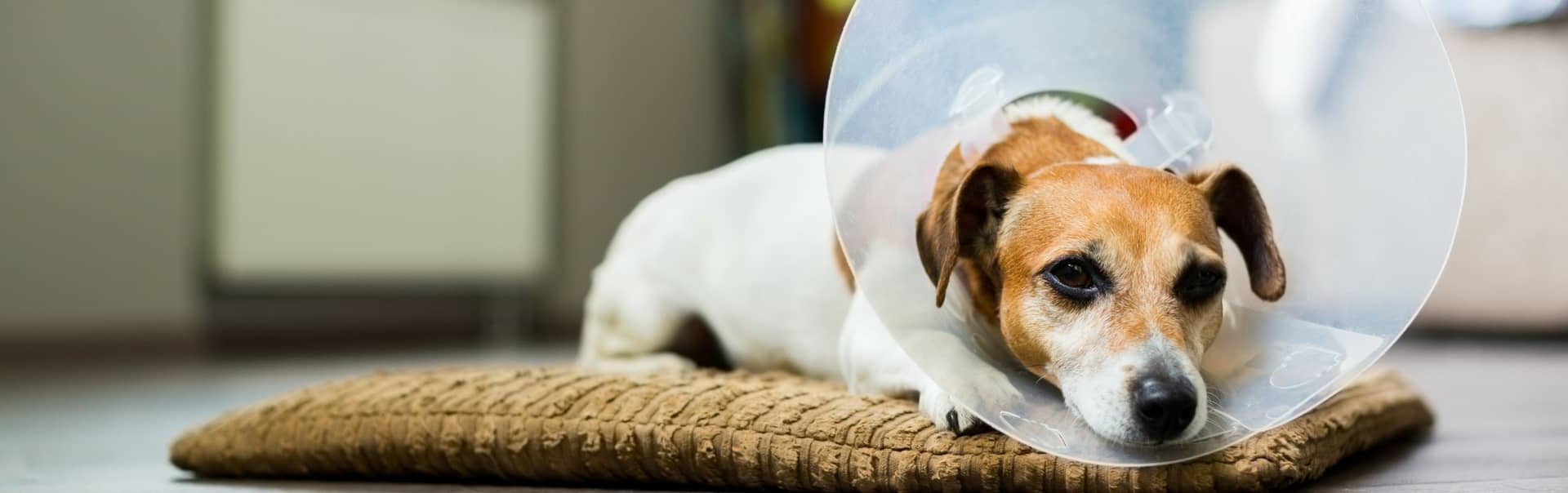 Endoscopy Services for Pets