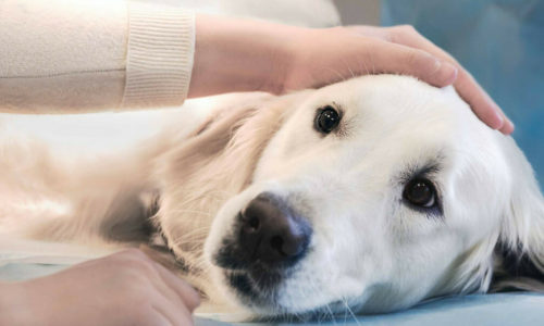 Heartworm Testing for Dogs