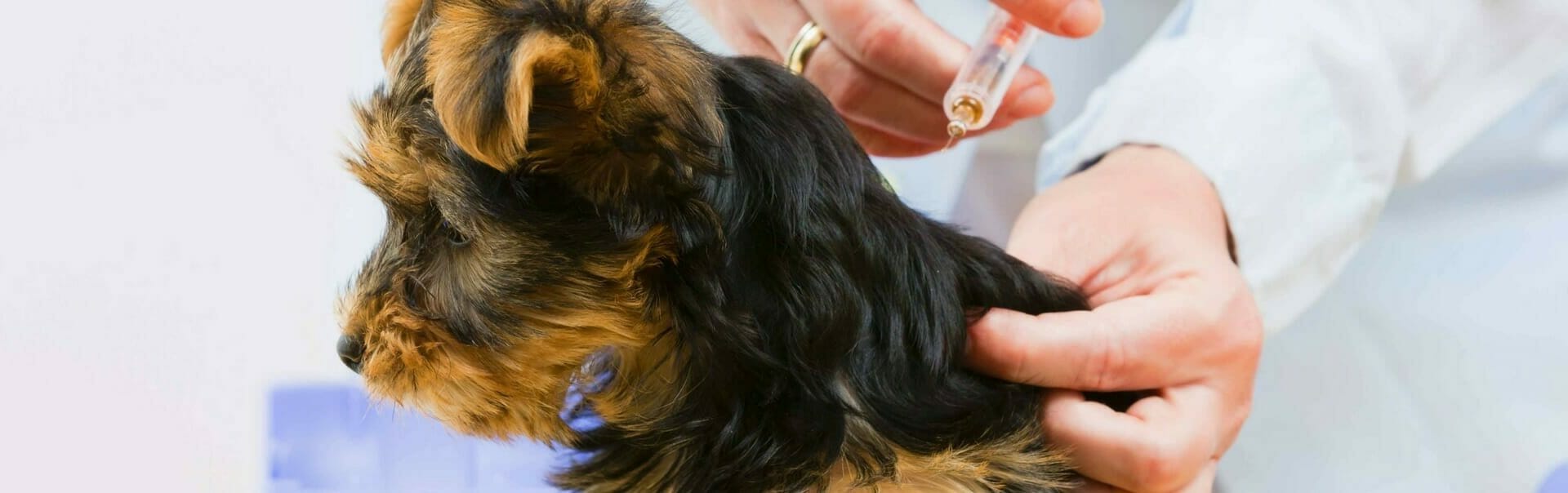 Vaccinations for Puppies and Dogs